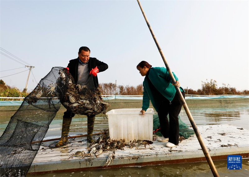 La pêche des crabes à la fin de l'automne à Sihong, dans la province du Jiangsu