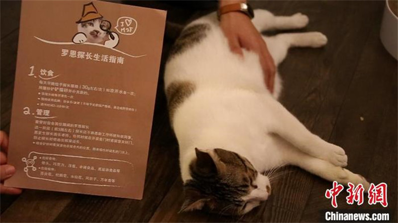 Un chat errant devient vedette d'un café à Shanghai en travaillant avec un ? certificat ?