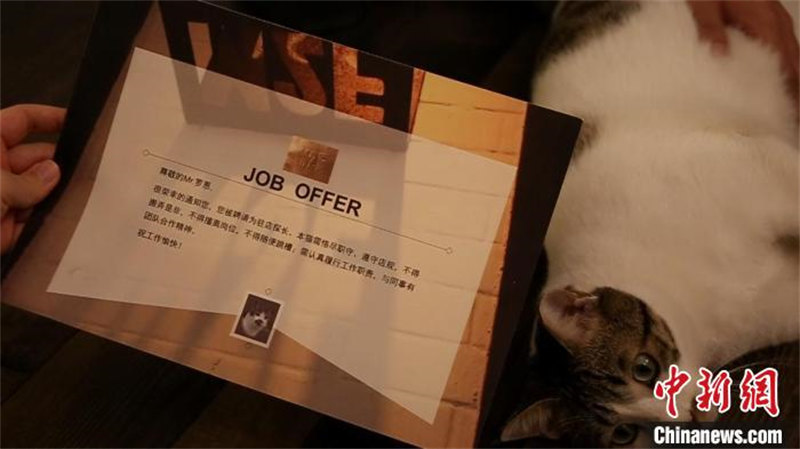 Un chat errant devient vedette d'un café à Shanghai en travaillant avec un ? certificat ?