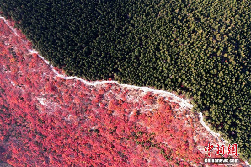 Vue aérienne du mont Xiezi à Jinan dans le Shandong, moitié vert et moitié rouge