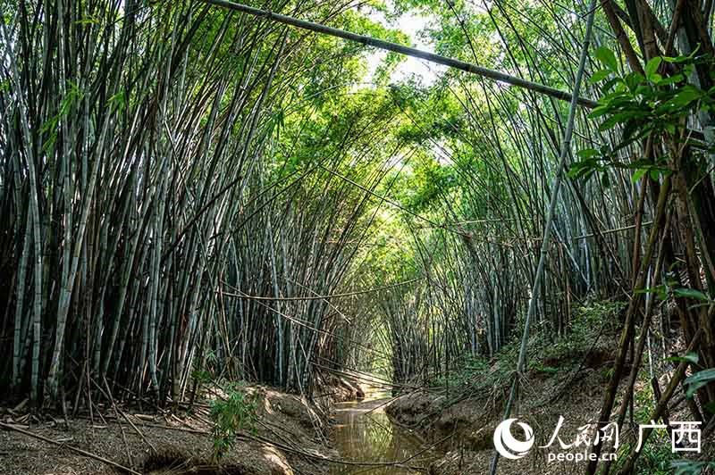 Guangxi: la ville de Nanning crée une équipe de protection des oiseaux pour protéger le paradis des aigrettes