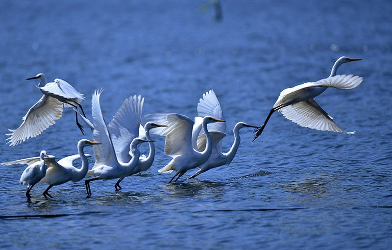 Guangxi: la ville de Nanning crée une équipe de protection des oiseaux pour protéger le paradis des aigrettes