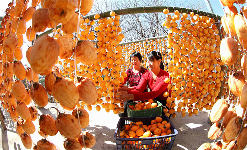 Kakis rouges et jours joyeux : la vie dans le comté de She, dans l'Anhui