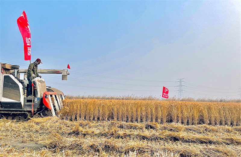 Récolte exceptionnelle pour le riz de mer à Tianjin