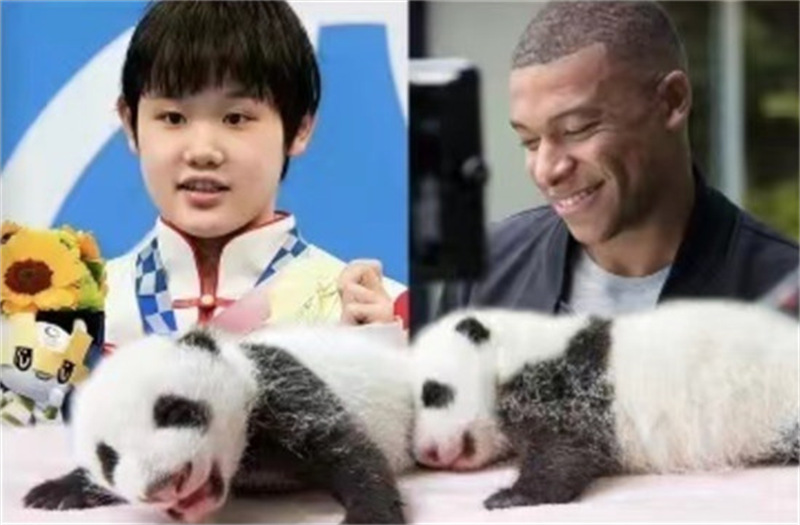 Les jumeaux pandas géants du zoo de Beauval ont re?u leurs noms