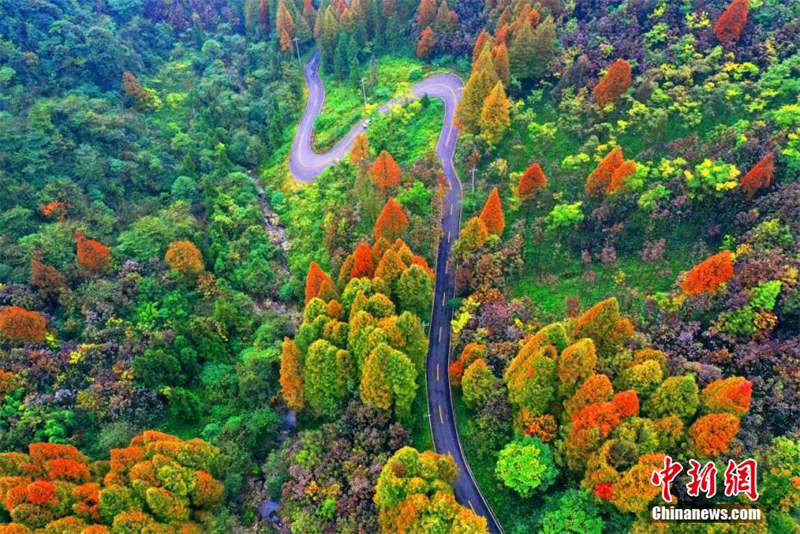 La superbe forêt colorée du mont Zhaogong à Dujiangyan, dans le Sichuan