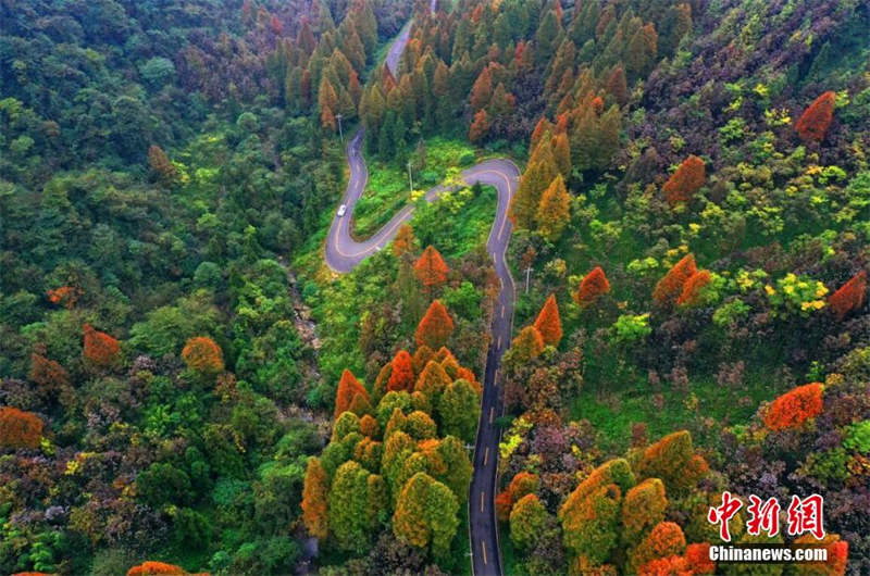 La superbe forêt colorée du mont Zhaogong à Dujiangyan, dans le Sichuan