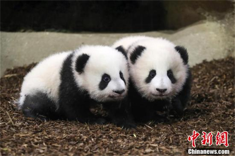 France : les petits pandas géants ? Huanlili ? et ? Yuandudu ? rencontrent le public pour la première fois