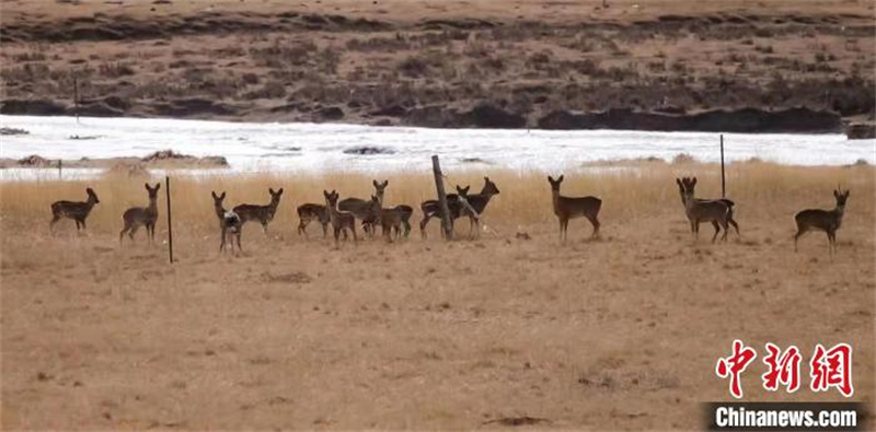 Un groupe de chevreuils fait son apparition dans le parc national des monts Qilian