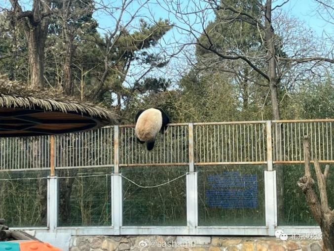 Le ? panda kung-fu ? du zoo de Beijing étonne les visiteurs avec ses compétences