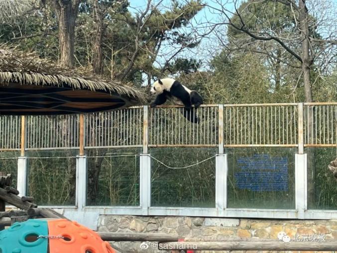 Le ? panda kung-fu ? du zoo de Beijing étonne les visiteurs avec ses compétences