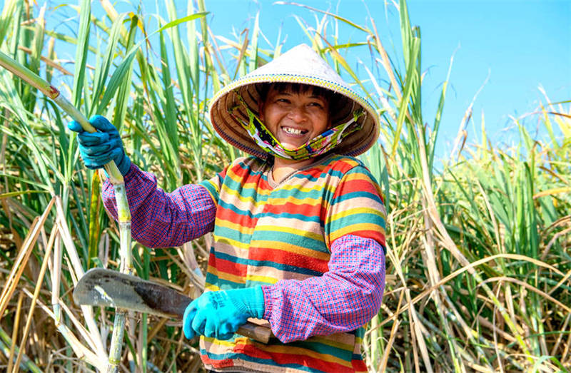 Guangxi : les villageois célèbrent une récolte exceptionnelle de la canne à sucre