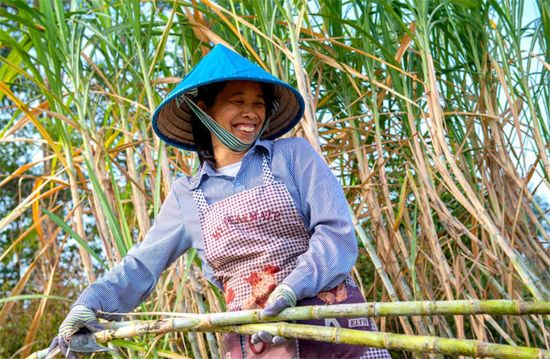 Guangxi : les villageois célèbrent une récolte exceptionnelle de la canne à sucre