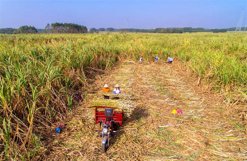 Guangxi : les villageois célèbrent une récolte exceptionnelle de la canne à sucre