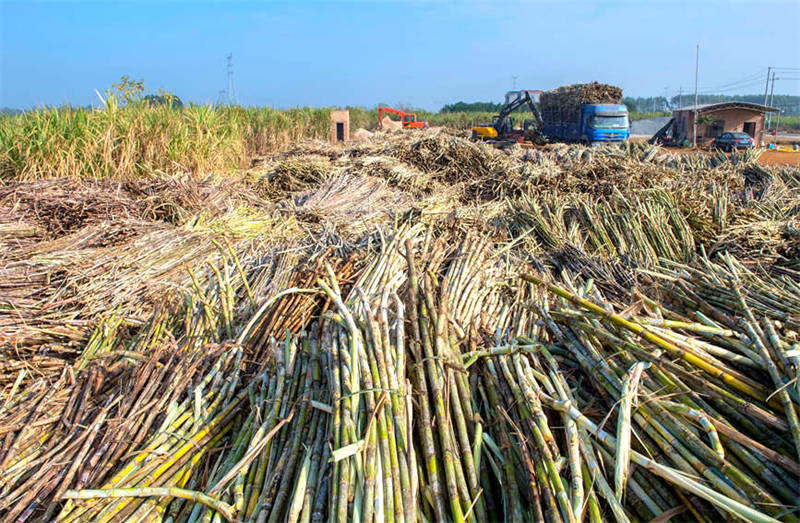 Guangxi : les villageois célèbrent une récolte exceptionnelle de la canne à sucre