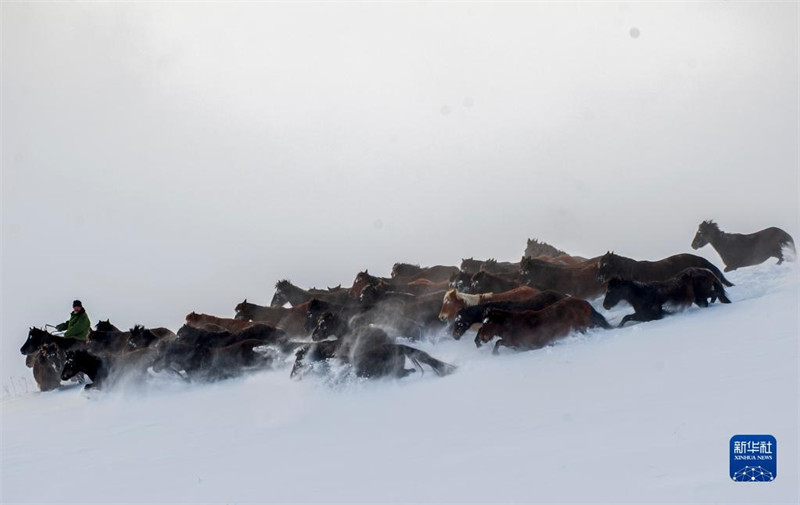 Des chevaux courent sur des champs enneigés au Xinjiang