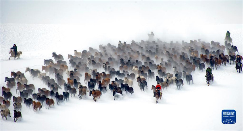 Des chevaux courent sur des champs enneigés au Xinjiang