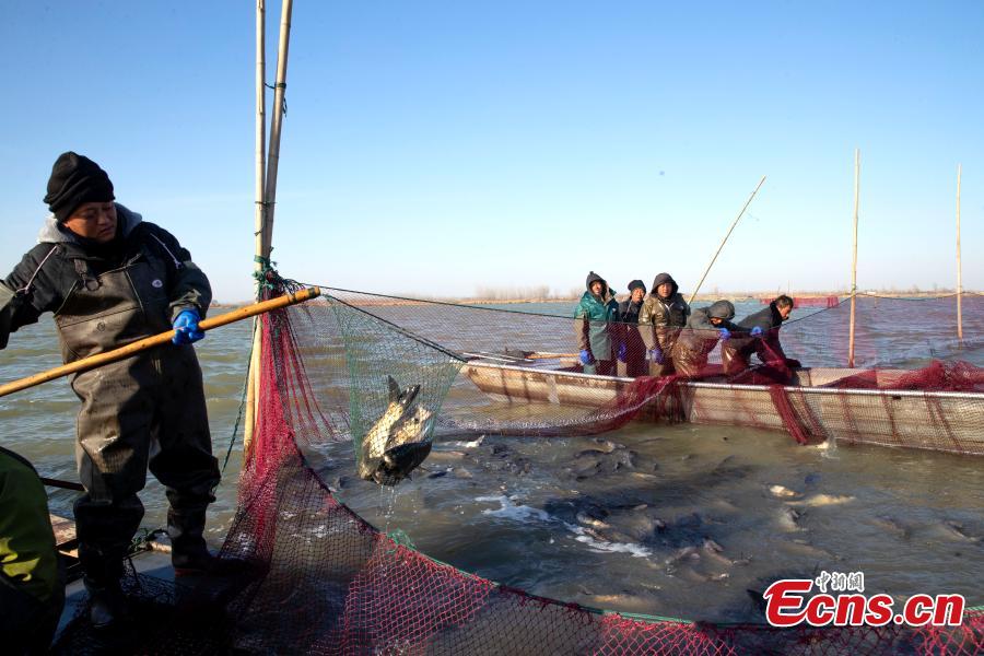 Une pêche hivernale exceptionnelle en cours dans la province de l'Anhui