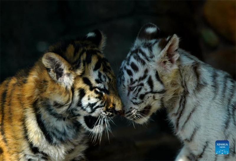 Un bébé tigre blanc nommé ? Xiaobai ? vu au parc animalier sauvage de Shanghai