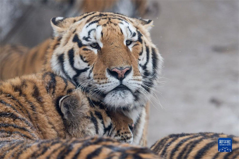 Heilongjiang : les tigres de Sibérie en plein hiver