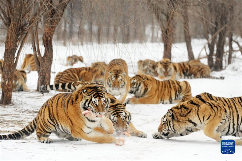 Heilongjiang : les tigres de Sibérie en plein hiver