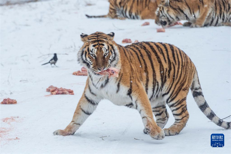 Heilongjiang : les tigres de Sibérie en plein hiver