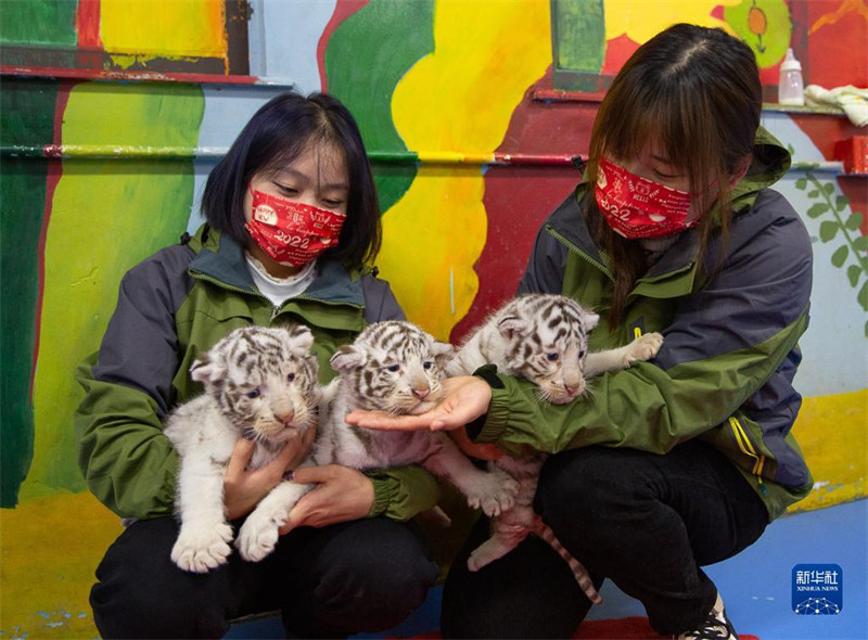 ? Trois tigres blancs s?urs ? présentées au public pour l'Année du Tigre à Huzhou, dans le Zhejiang