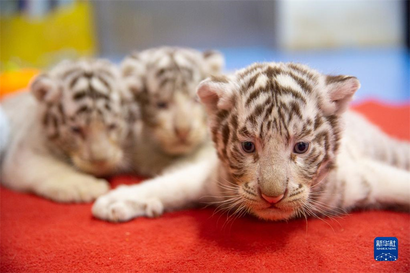 ? Trois tigres blancs s?urs ? présentées au public pour l'Année du Tigre à Huzhou, dans le Zhejiang