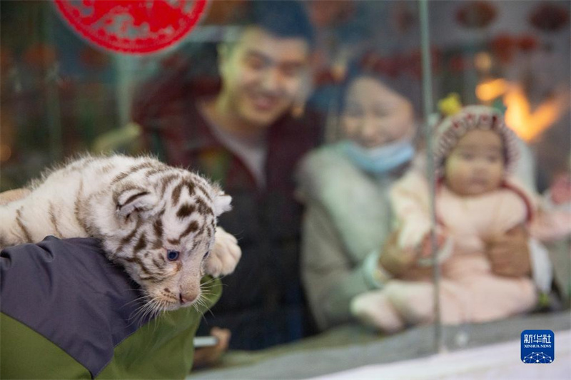 ? Trois tigres blancs s?urs ? présentées au public pour l'Année du Tigre à Huzhou, dans le Zhejiang