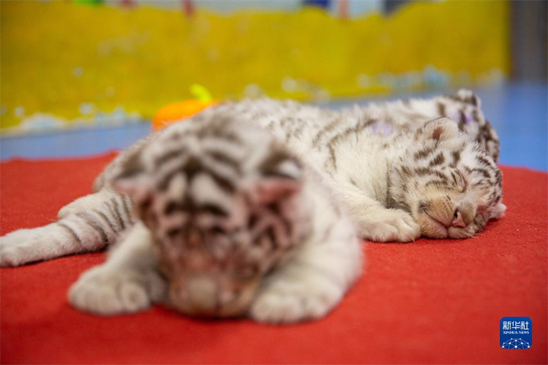 ? Trois tigres blancs s?urs ? présentées au public pour l'Année du Tigre à Huzhou, dans le Zhejiang