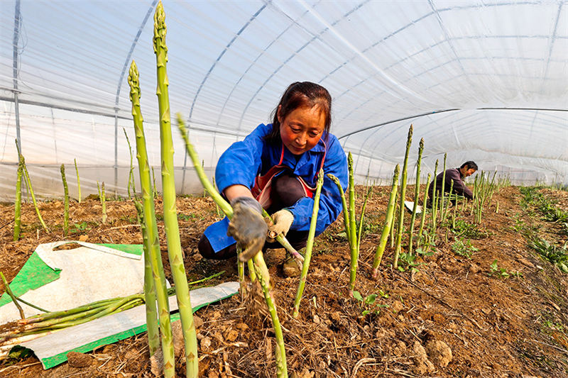 ? Les cigales dorées et les asperges ? saluent une récolte exceptionnelle dans la province de l'Anhui