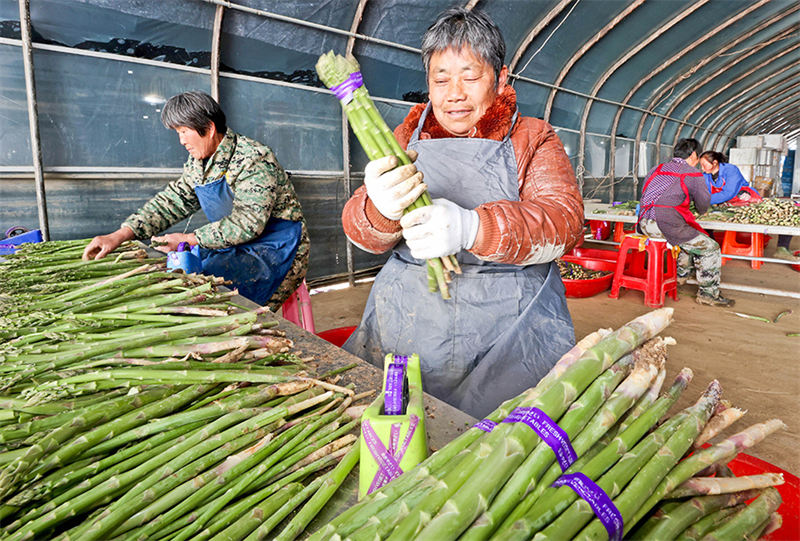 ? Les cigales dorées et les asperges ? saluent une récolte exceptionnelle dans la province de l'Anhui