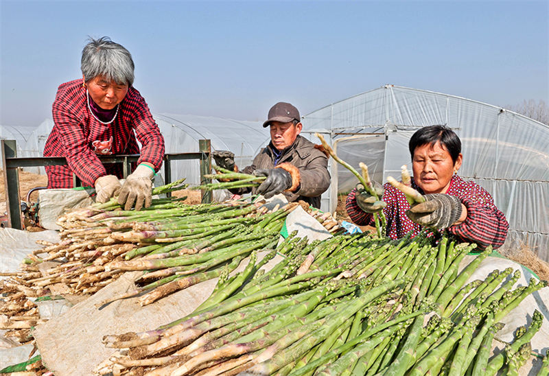 ? Les cigales dorées et les asperges ? saluent une récolte exceptionnelle dans la province de l'Anhui