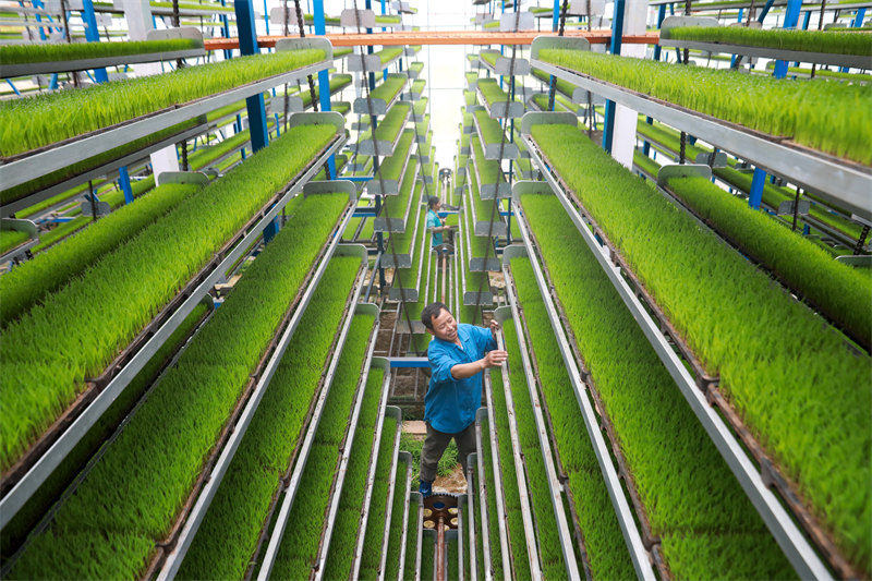 La riziculture intelligente à Jishui, dans le Jiangxi