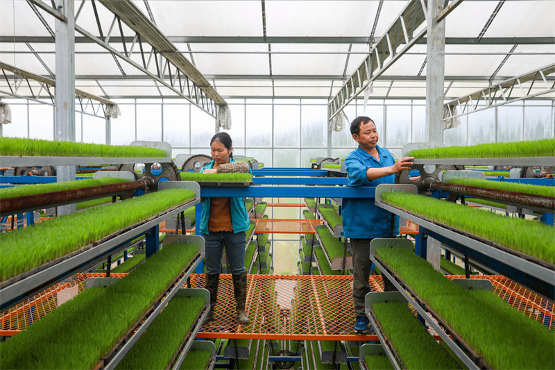 La riziculture intelligente à Jishui, dans le Jiangxi