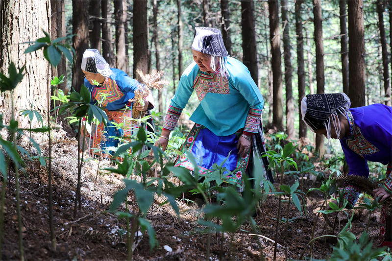 Guizhou : la culture de plantes médicinales traditionnelles chinoises contribue à la revitalisation des campagnes