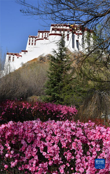 Tibet : Les fleurs en pleine éclosion autour du Palais du Potala de Lhassa