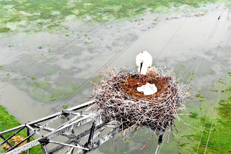 Jiangxi : la cigogne blanche orientale et le réseau électrique coexistent en harmonie