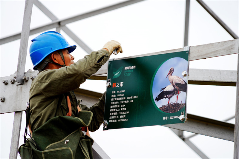 Jiangxi : la cigogne blanche orientale et le réseau électrique coexistent en harmonie