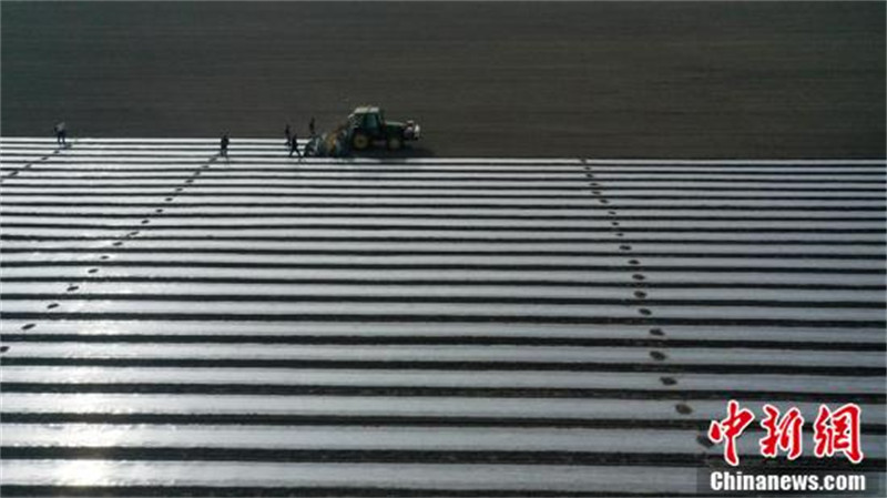 Le semis mécanisé d'un million de mu de coton dans un comté de coton du Xinjiang