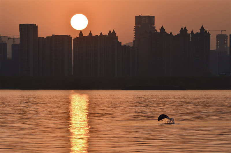 Nanjing : des marsouins aptères aper?us dans le fleuve du Yangtsé