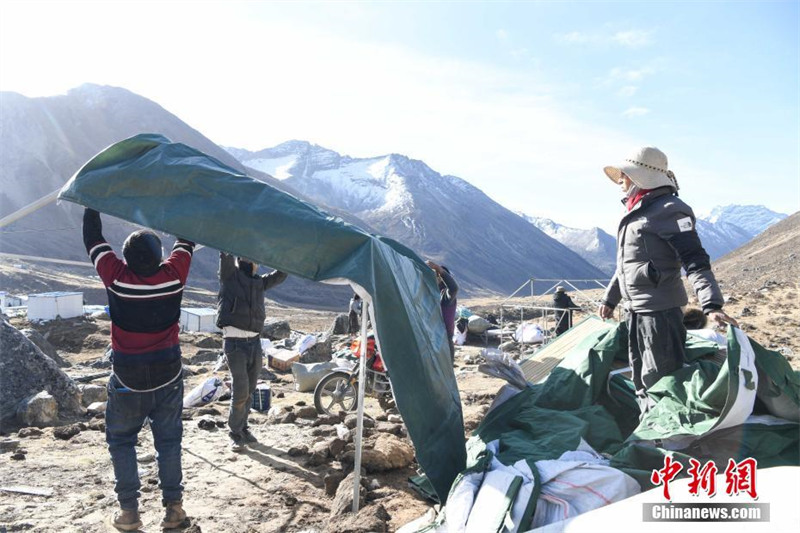 La cueillette des cordyceps a commencé au Tibet