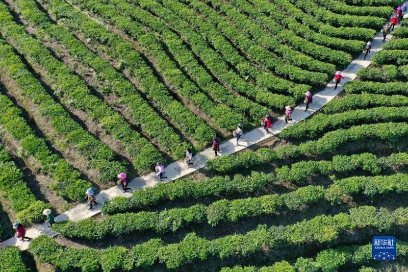 Sichuan : les terres arides dans les montagnes transformées en plantations de thé