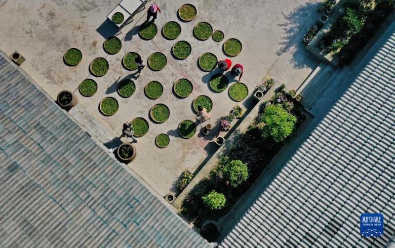 Sichuan : les terres arides dans les montagnes transformées en plantations de thé