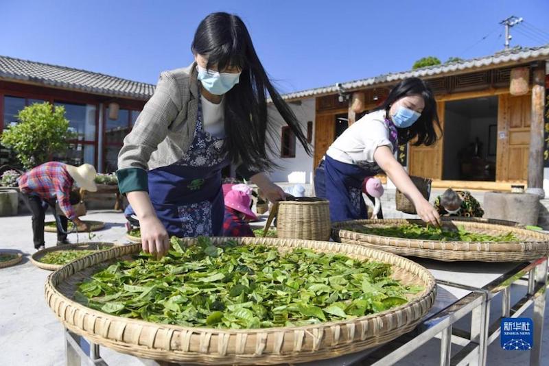 Sichuan : les terres arides dans les montagnes transformées en plantations de thé