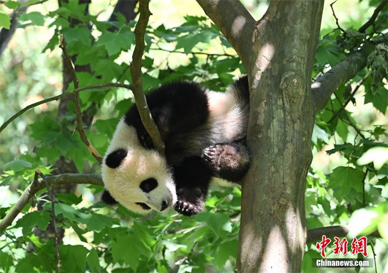 Un panda s'amuse sur un arbre dans le Sichuan