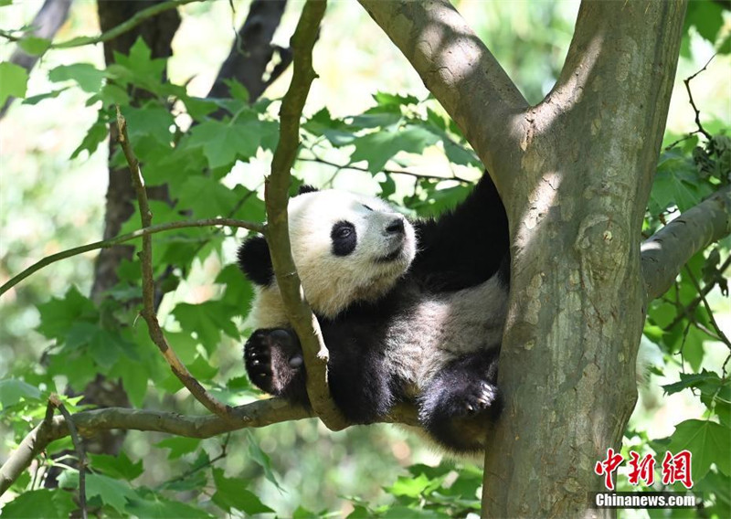 Un panda s'amuse sur un arbre dans le Sichuan