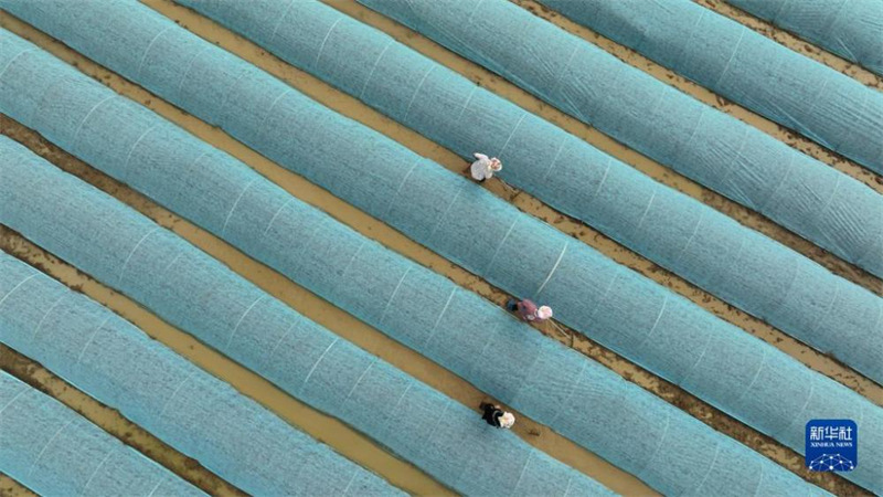 Guizhou : la culture du riz à la fin du printemps