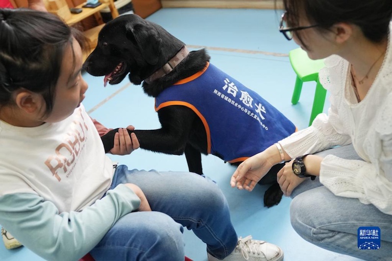 Les chiens d'aveugle réinsérés offrent des soins attentifs aux enfants autistes