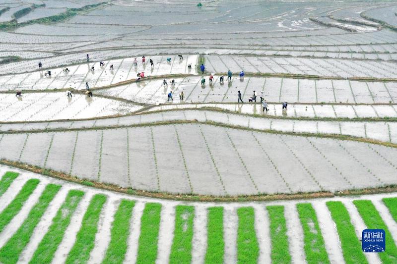 Sichuan : les villageois s'affairent aux activités agricoles